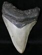 Juvenile Megalodon Tooth - North Carolina #18601-1